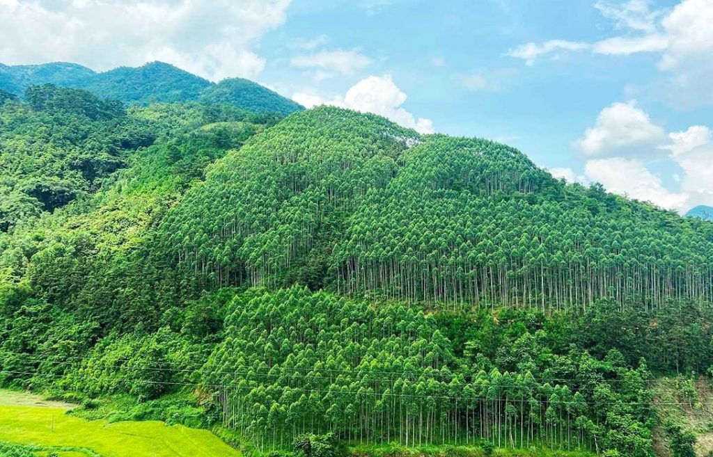 chuyen nhuong carbon rung 1 min