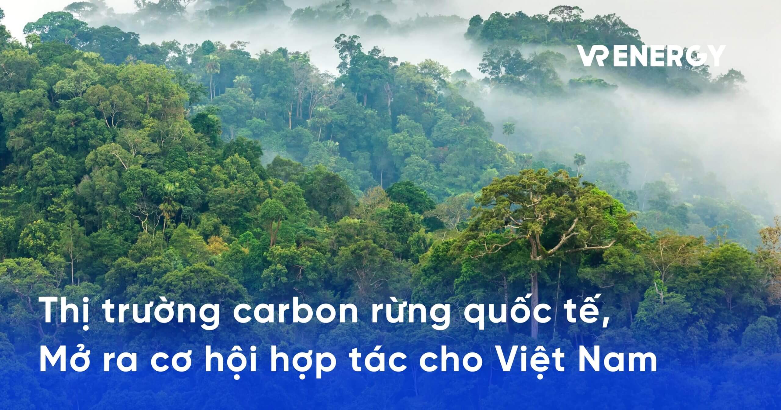 Thị trường carbon rừng quốc tế, mở ra cơ hội hợp tác cho Việt Nam
