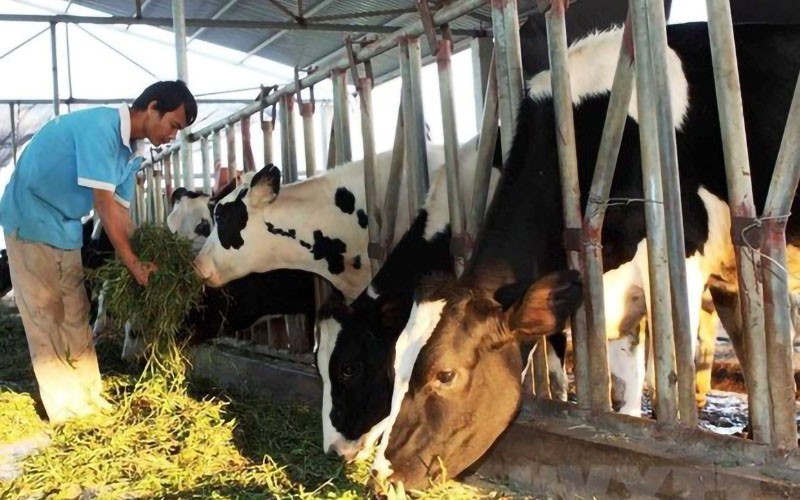 4 Giải pháp giảm phát thải khí CO2 trong ngành nông nghiệp 13 Các mô hình chăn nuôi sinh thái, bền vững sẽ giúp giảm thiểu tác động tiêu cực của ngành chăn nuôi đến môi trường